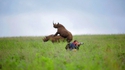 Safari photo
