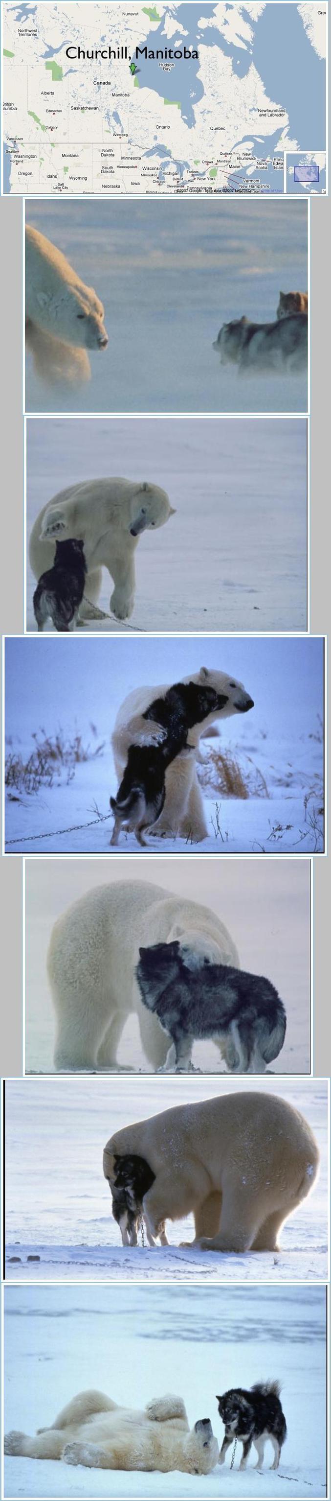 Un chien de traîneau et un ours polaire s'amusent ensemble.