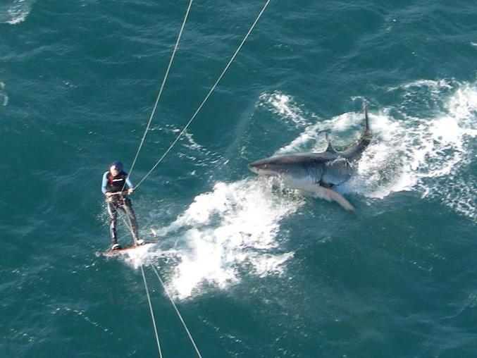 Faire du kite-surf en Afrique du Sud peut provoquer certaine rencontre.