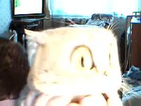 Le chat qui fait rire