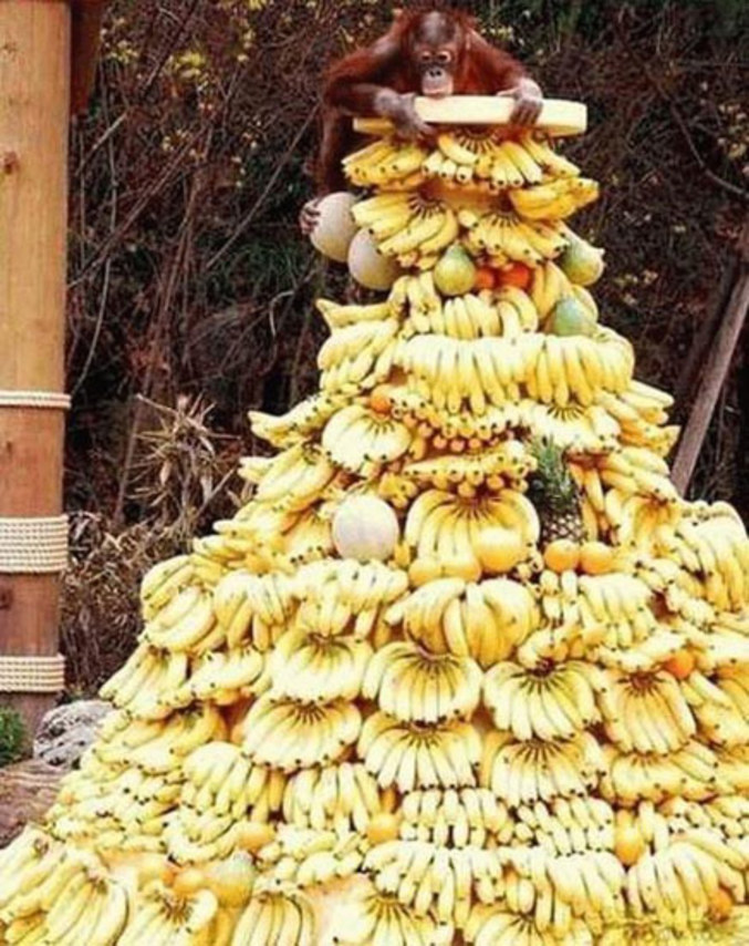 Un petit orang outang tout en haut d'une pile de bananes !