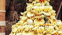 Singe au paradis