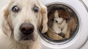 Que pourrait dire ce chien?