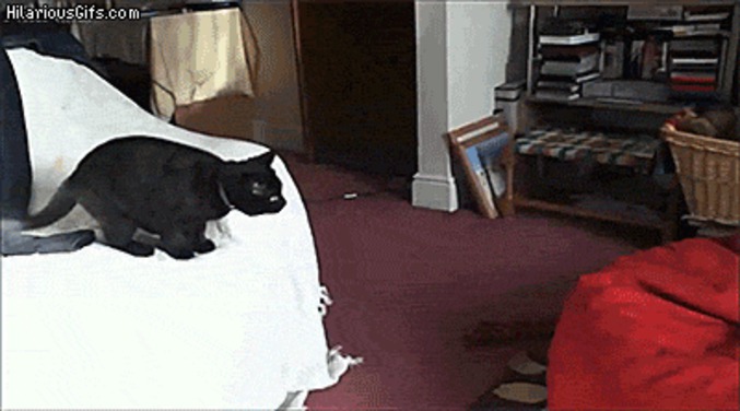 Saut de chat 7