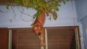 Chien acrobate