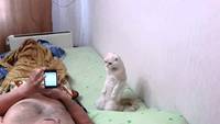 Chat patriote