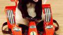 Panda racing
