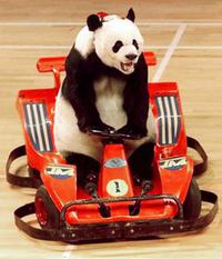 Panda racing