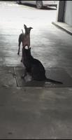 Comme chiens et chats