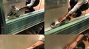 Kan t'essayes de récupérer ton chat