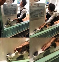 Kan t'essayes de récupérer ton chat