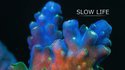 Slow Life