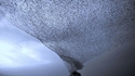Murmuration
