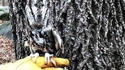 Une chouette championne du camouflage