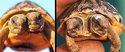 Double tortue