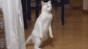 On mange quoi ce soir ?