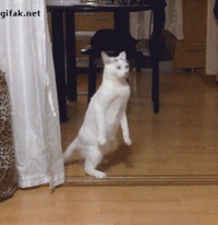 On mange quoi ce soir ?