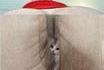 Chat peut arriver