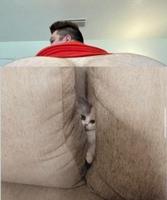 Chat peut arriver