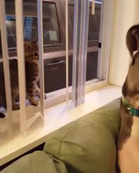 Comme chien et chat 36