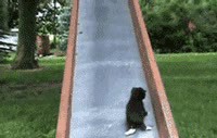 Chatons sur toboggan