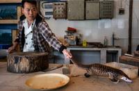 Il a été prouvé que le pangolin était absolument étranger à toute contamination par le coronavirus