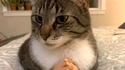 Chat prêt à négocier