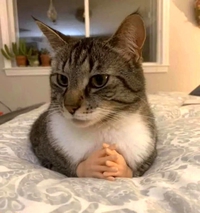 Chat prêt à négocier