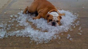 L'effet de la canicule