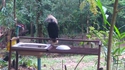 L'oiseau de Donald Trump aussi est en campagne...