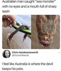 Encore une cochonnerie observée dans les eaux australiennes