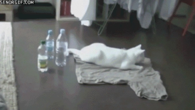 Connard de chat