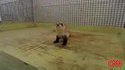 Furet curieux
