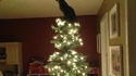 I'm the King of the world !