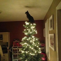 I'm the King of the world !