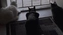 Un chien farceur
