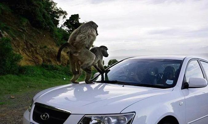 Deux singes qui prennent du plaisir en public.