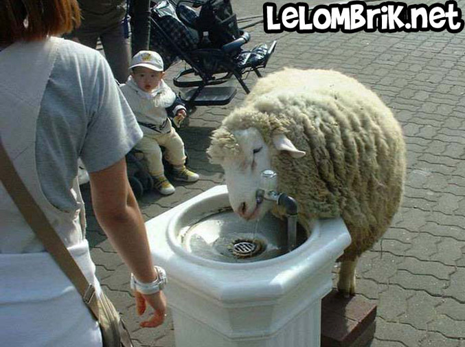 Un mouton assoiffé boit sur une fontaine à eau.