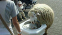 Mouton assoiffé
