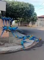 c’est tout de même autre chose les pigeons au Brésil. 