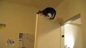 Parkour de chats