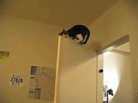 Parkour de chats