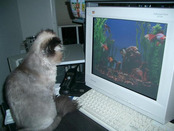 Un chat captivé par un aquarium bien fermé...