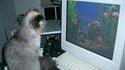 MyCatFishTank