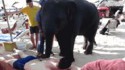 Massé à la plage par un éléphant