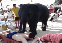 Massé à la plage par un éléphant