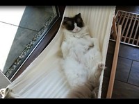 Chat et hamac