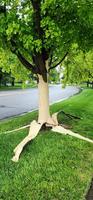 Eplucher un arbre
