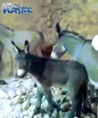 Euh Pa'... mon nouveau pote!