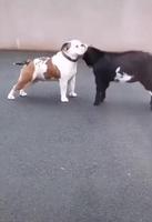 J’ai l’impression que la chèvre fait attention de ne pas vraiment porter le coup 